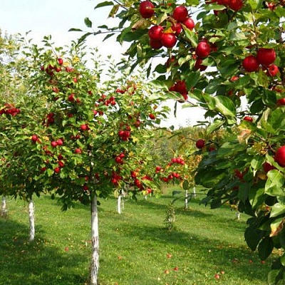 Плодовые деревья в Грозном