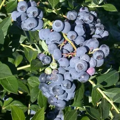 Голубика БОНУС в Грозном