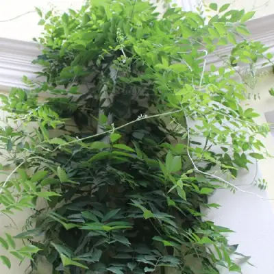 Глициния макростахия БЛЮ МУН в Грозном