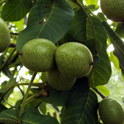 Пинский грецкий орех