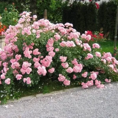 Роза БОНИКА флорибунда в Грозном