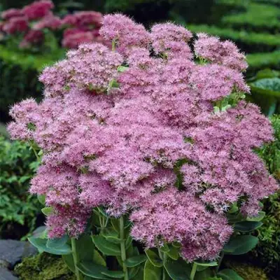 Очиток (седум) БРИЛЛИАНТ в Грозном