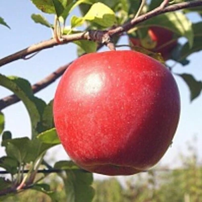 Яблоня ЛИГОЛ в Грозном