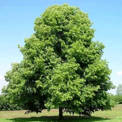 Липа мелколистная в Грозном