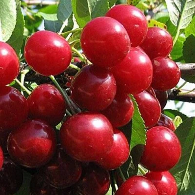 Вишня ГЛУБОКСКАЯ в Грозном