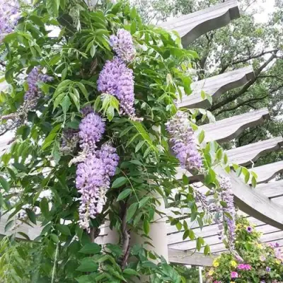 Глициния макростахия БЛЮ МУН в Грозном