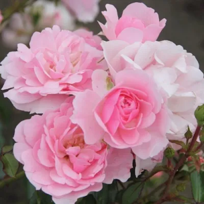 Роза БОНИКА флорибунда в Грозном