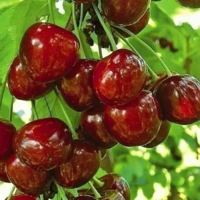 Черешня БУРЛАТ в Грозном