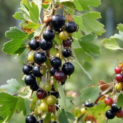 Смородина золотистая ПЛОТНОМЯСАЯ в Грозном