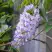 Глициния макростахия БЛЮ МУН в Грозном