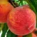Персик ЗОЛОТОЙ ЮБИЛЕЙ в Грозном