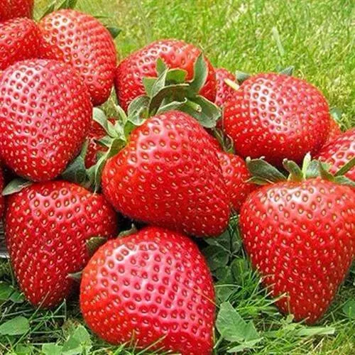 Клубника ЭЛИАНЕ  Клубника ЭЛИАНЕ в Грозном