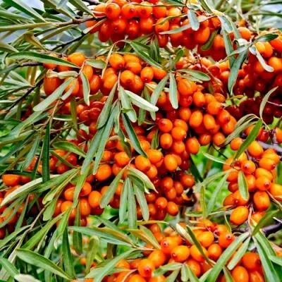 Саженцы облепихи оптом Саженцы облепихи оптом в Грозном