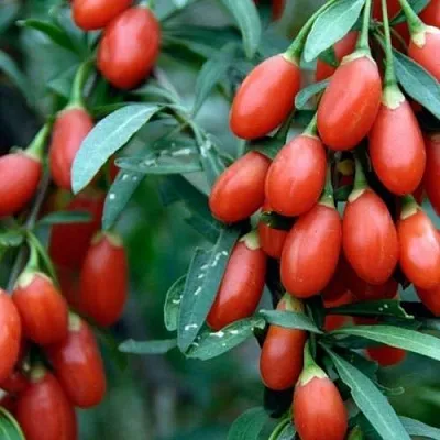 Годжи NEW BIG  Годжи NEW BIG в Грозном