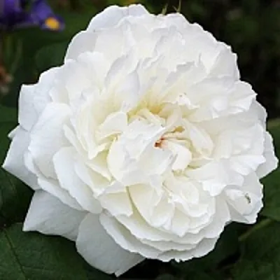 Саженцы роз ВИНЧЕСТЕР КАФЕДРАЛ английская  Саженцы роз ВИНЧЕСТЕР КАФЕДРАЛ английская в Грозном