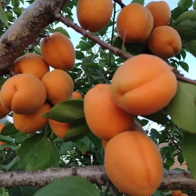 Абрикос ГОЛД РИЧ  Абрикос ГОЛД РИЧ в Грозном