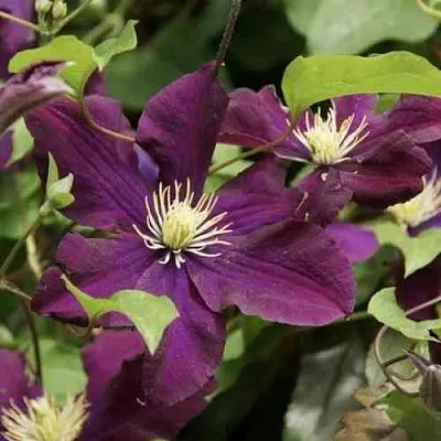 Клематис ГЕРОИ ВАРШАВЫ  Клематис ГЕРОИ ВАРШАВЫ в Грозном