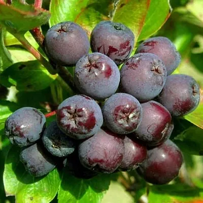 Рябина ЛИКЁРНАЯ сладкоплодная  Рябина ЛИКЁРНАЯ сладкоплодная в Грозном