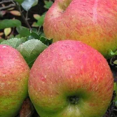 Яблоня ЯБЛОЧНЫЙ СПАС  Яблоня ЯБЛОЧНЫЙ СПАС в Грозном