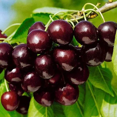 Черешня ВИТЯЗЬ в Грозном