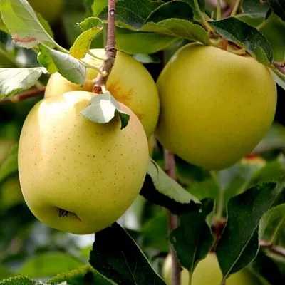Яблоня ГОЛДЕН ВЛАДИМИРСКИЙ  Яблоня ГОЛДЕН ВЛАДИМИРСКИЙ в Грозном