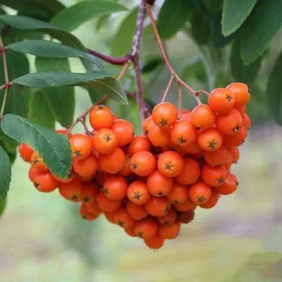 Рябина ВЕФЕД сладкоплодная  Рябина ВЕФЕД сладкоплодная в Грозном