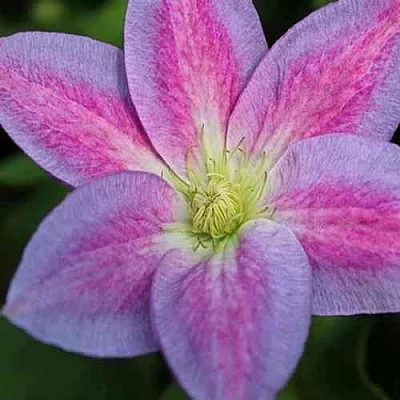 Клематис ЧЕЙНДЖ ОФ ХАРТ  Клематис ЧЕЙНДЖ ОФ ХАРТ в Грозном