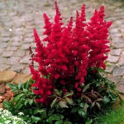 Астильба ГЛАТ Арендса — описание сорта Астильба ГЛАТ Арендса в Грозном