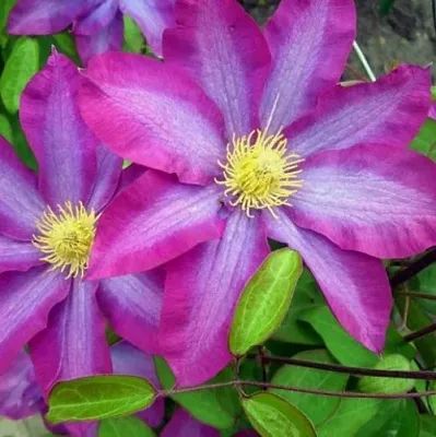 Клематис КАКИО  Клематис КАКИО в Грозном