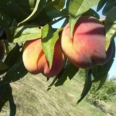 Персик СОФГАФЕН  Персик СОФГАФЕН в Грозном