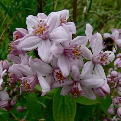 Дейция МОУНТ РОУЗ  Дейция МОУНТ РОУЗ в Грозном