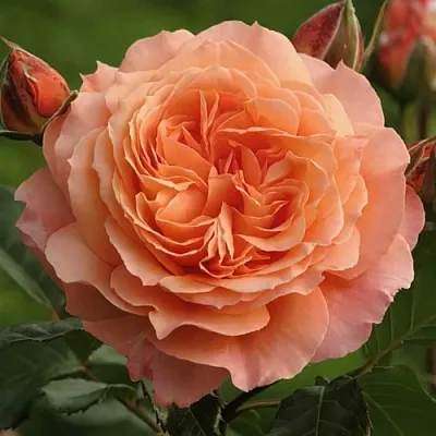 Саженцы роз БЕЛЬВЕДЕР шраб  Саженцы роз БЕЛЬВЕДЕР шраб в Грозном