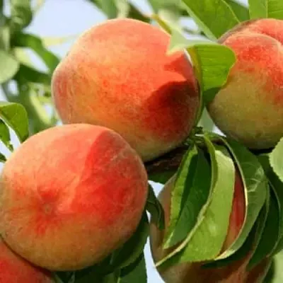 Персик ВАРДЕНИ  Персик ВАРДЕНИ в Грозном