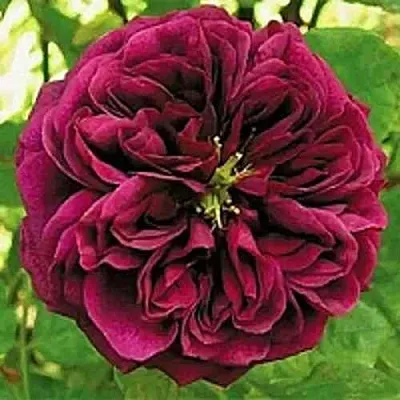 Саженцы роз ЗЕ ПРИНЦ английская  Саженцы роз ЗЕ ПРИНЦ английская в Грозном