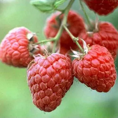 Малина ХЕРИТЕЙДЖ  Малина ХЕРИТЕЙДЖ в Грозном