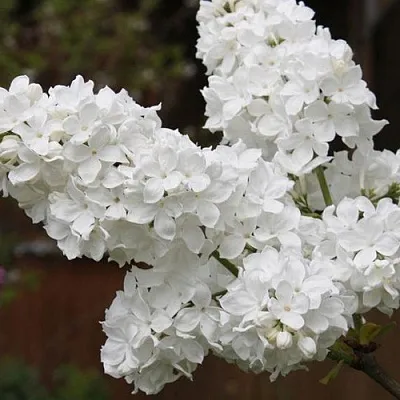 Сирень ФЛОРА в Грозном