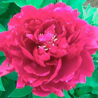 Пион ОСТРОВНОЙ МИНИСТР древовидный  Пион ОСТРОВНОЙ МИНИСТР древовидный в Грозном