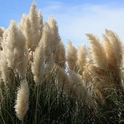 Кортадерия белая (пампасная трава) в Грозном