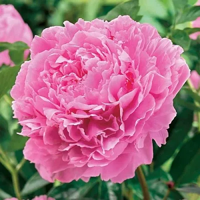 Пион МИСС ЭКХАРТ травянистый  Пион МИСС ЭКХАРТ травянистый в Грозном