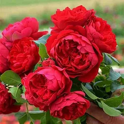 Саженцы роз ФЛОРЕНТИНА плетистая  Саженцы роз ФЛОРЕНТИНА плетистая в Грозном