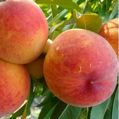 Персик ДИВНЫЙ  Персик ДИВНЫЙ в Грозном