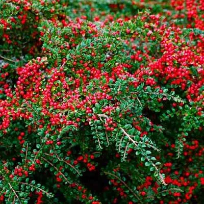 Кизильник горизонтальный  Кизильник горизонтальный в Грозном