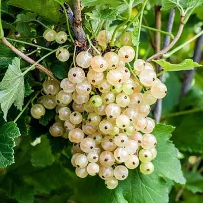 Смородина белая БЕЛАЯ ПОТАПЕНКО  Смородина белая БЕЛАЯ ПОТАПЕНКО в Грозном