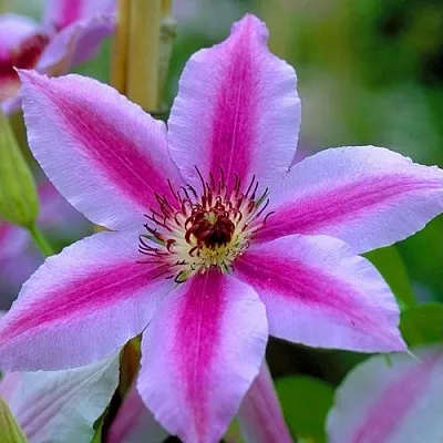 Клематис НЕЛЛИ МОЗЕР  Клематис НЕЛЛИ МОЗЕР в Грозном