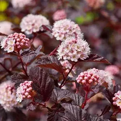 Пузыреплодник АНДРЕ   Пузыреплодник АНДРЕ  в Грозном