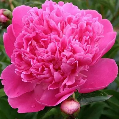 Пион ЭДУЛИС СУПЕРБА травянистый  Пион ЭДУЛИС СУПЕРБА травянистый в Грозном