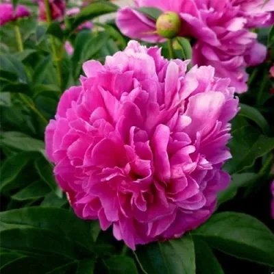 Пион ФЕЛИКС КРАУССЕ травянистый  Пион ФЕЛИКС КРАУССЕ травянистый в Грозном