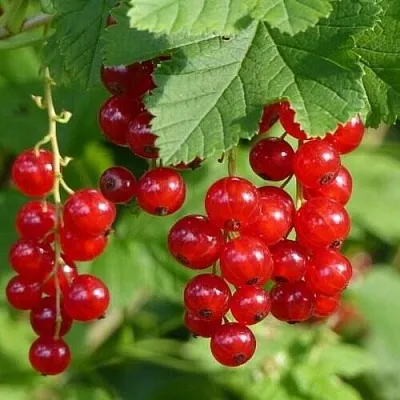 Смородина красная РОНДОМ  Смородина красная РОНДОМ в Грозном