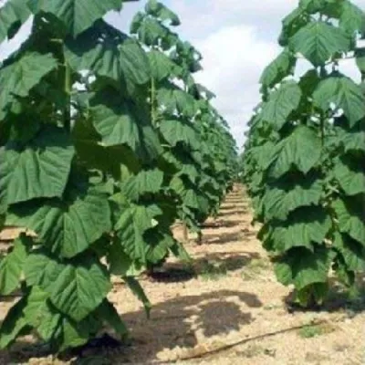 Павлония ПАО ТОГН Z07 — описание сорта Павлония ПАО ТОГН Z07 в Грозном