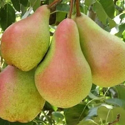 Груша ЛЕСНАЯ КРАСАВИЦА  Груша ЛЕСНАЯ КРАСАВИЦА в Грозном